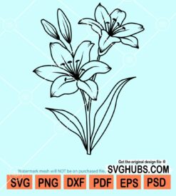 Lily flower svg