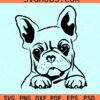 Peeking French bulldog svg